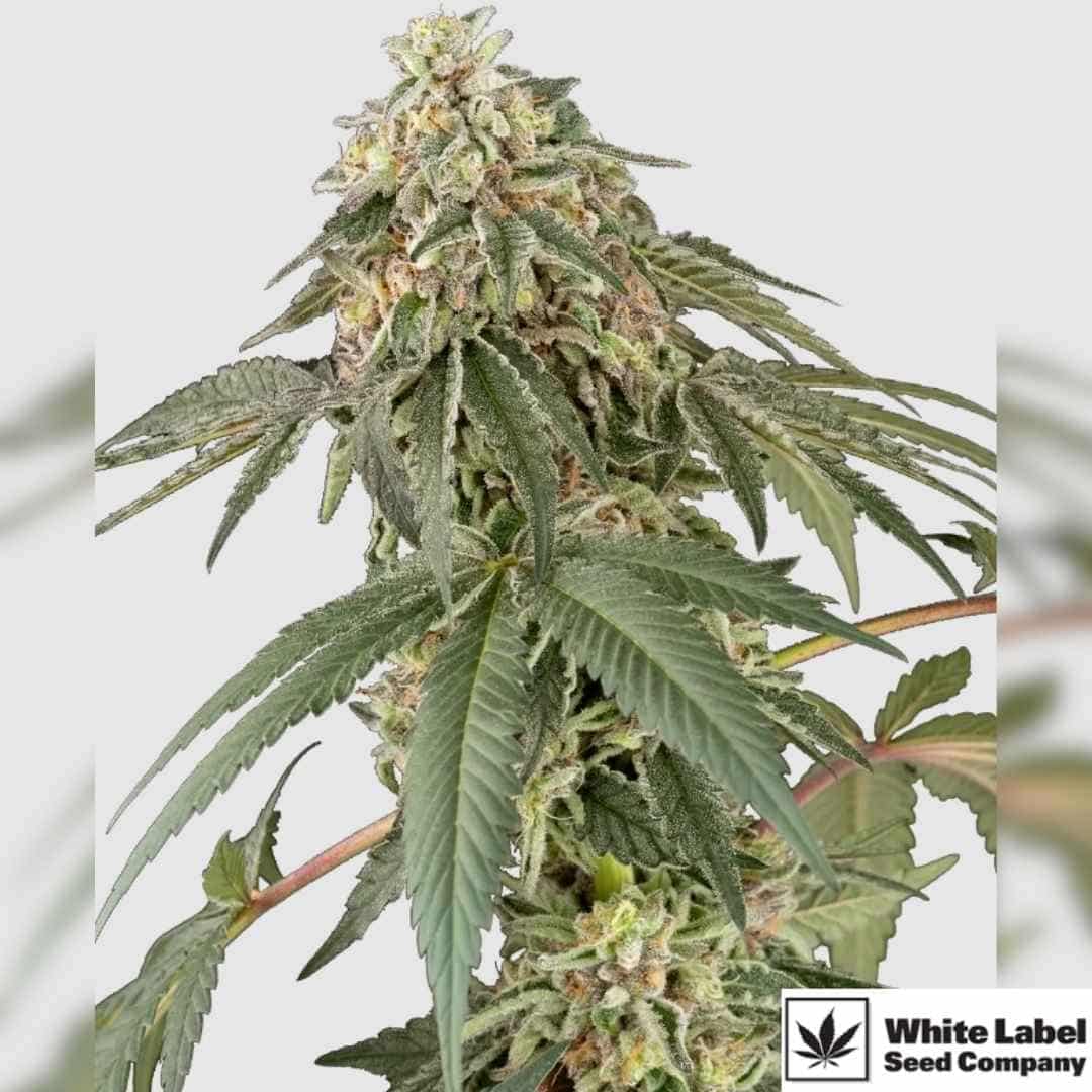 Harzige Papaya Roll Blüte mit dichten Buds und dunkelgrünen Zuckerblättern in voller Reifephase