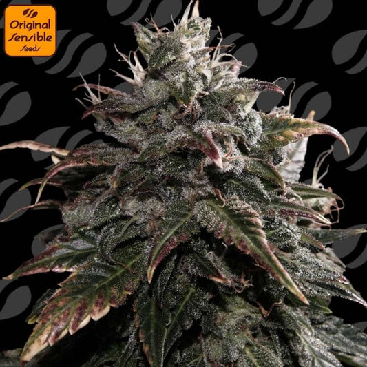 Reife Papaya Stank Cannabisblüte mit dichten Trichomen, kompakten Kelchen und leicht violetten Blättern