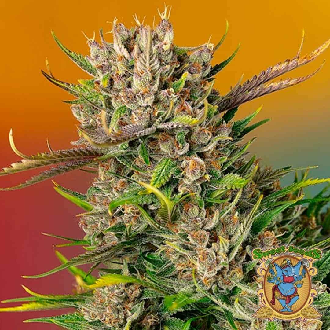 Dicht bewachsene Papaya Zoap Auto Blüte mit violett-grünen Buds und dicker Harzschicht von Sweet Seeds