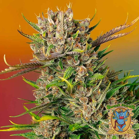 Dicht bewachsene Papaya Zoap Auto Blüte mit violett-grünen Buds und dicker Harzschicht von Sweet Seeds