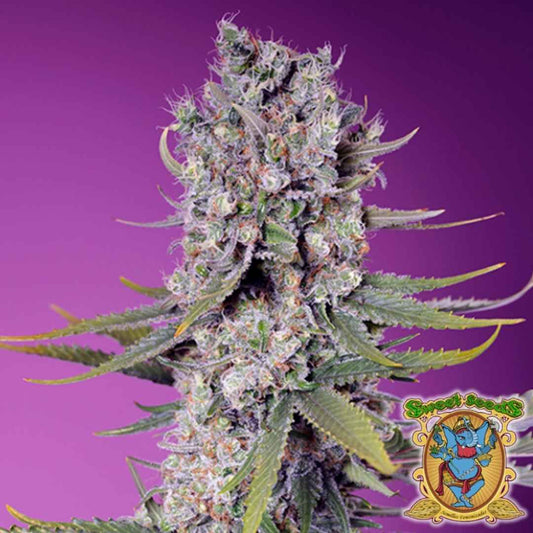 Dichte Papaya Zoap F1 Fast Version Blüte mit violetten Tönen, orangen Härchen und glitzernden Harzkristallen.