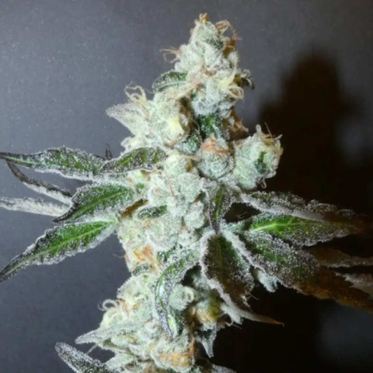 PapayaBoof Cannabis Blüte mit dichter Struktur, starken Trichomen und sichtbaren orangefarbenen Härchen