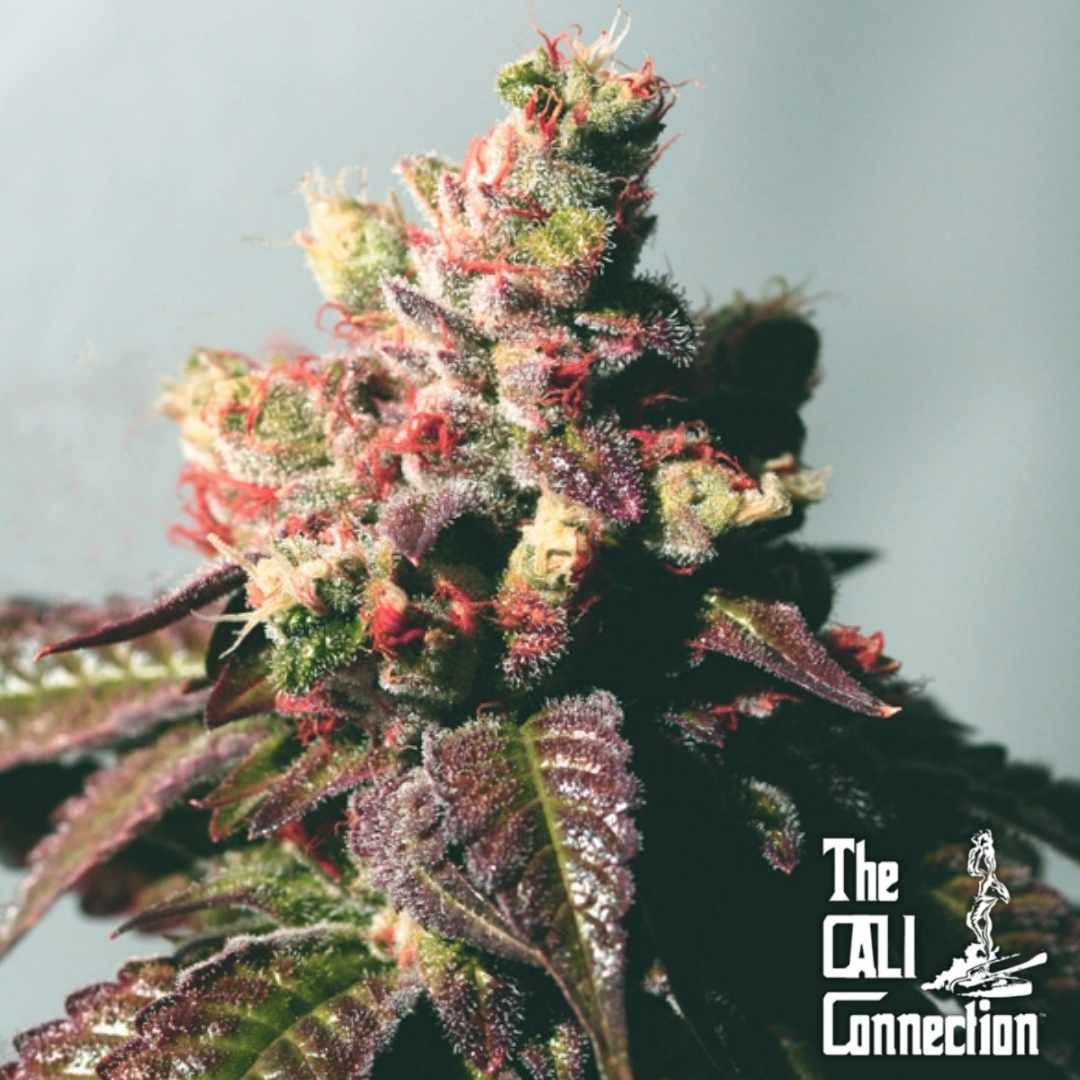 Bunte Passion Berry Blüte mit violetten Blättern, roten Fäden und dichter Harzschicht