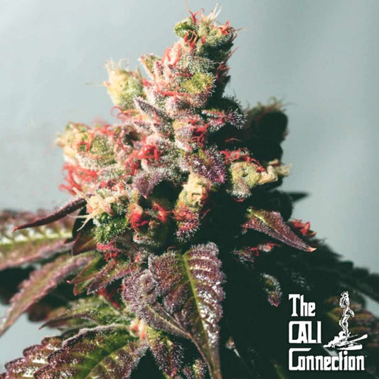 Bunte Passion Berry Blüte mit violetten Blättern, roten Fäden und dichter Harzschicht