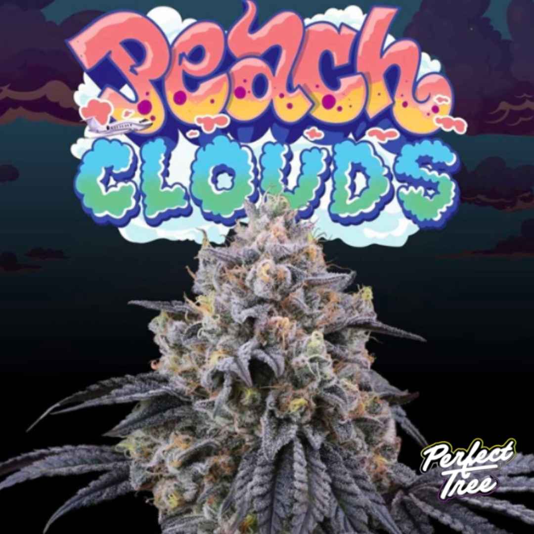 Peach Clouds Cannabisblüte mit dichten, harzigen Buds und violett-grünen Blättern