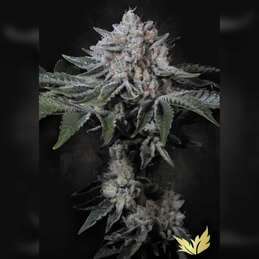 Erlebe Peach Frosting von Paradise Seeds – feminisierte Samen mit 22–26 % THC, fruchtigem Pfirsicharoma und XL-Ertrag. Jetzt bei MySeeds kaufen.