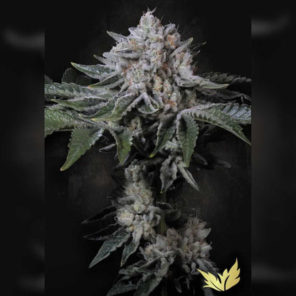 Erlebe Peach Frosting von Paradise Seeds – feminisierte Samen mit 22–26 % THC, fruchtigem Pfirsicharoma und XL-Ertrag. Jetzt bei MySeeds kaufen.