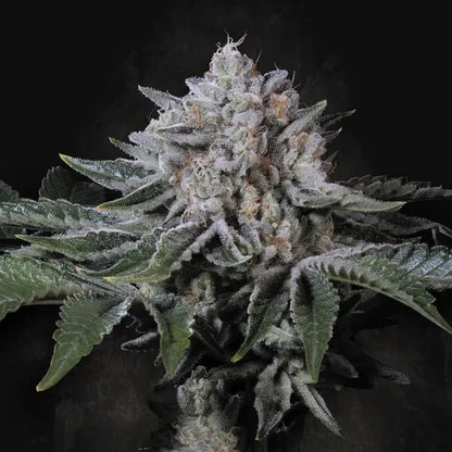 Peach Frosting (Paradise Seeds) Feminisiert