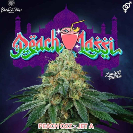 Peach Lassi Cannabisblüte mit dichtem Harz, grünen Blättern und sichtbarem Peach Ozz x Jet A Schriftzug