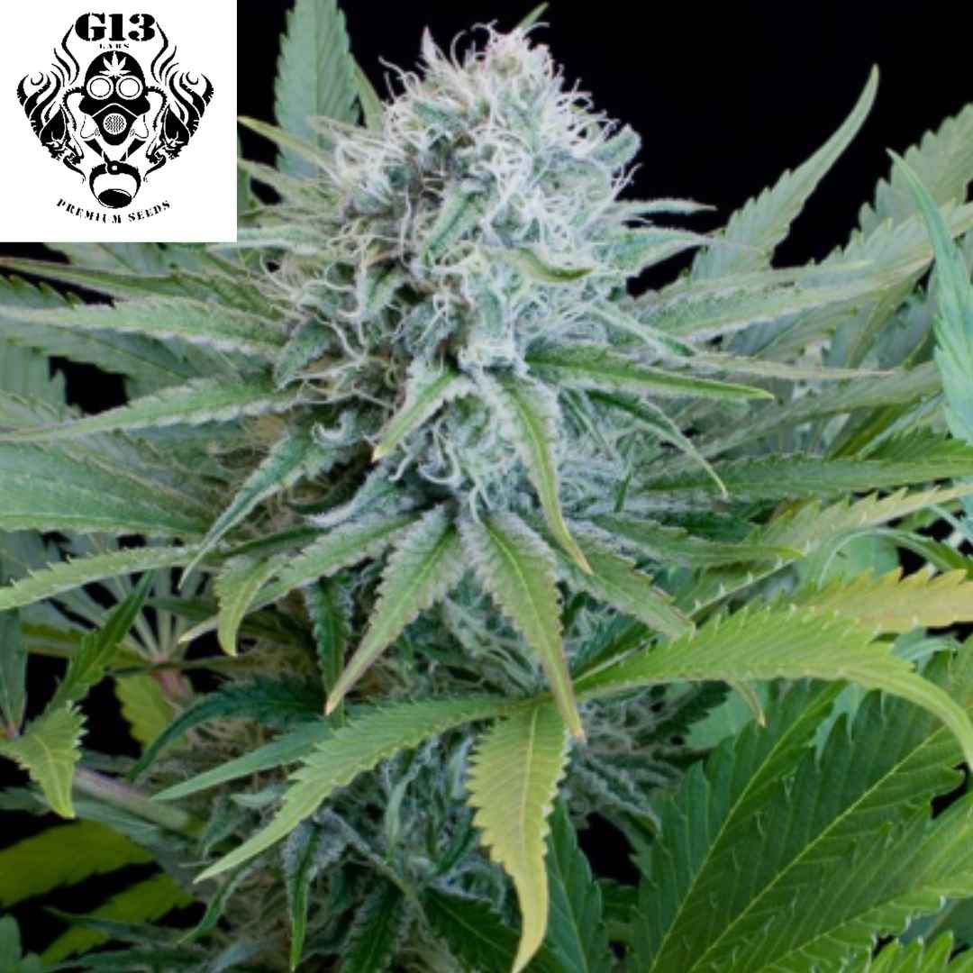 Harzige OG13 Cannabisblüte mit dichten Buds, vielen Trichomen und orangefarbenen Stempeln