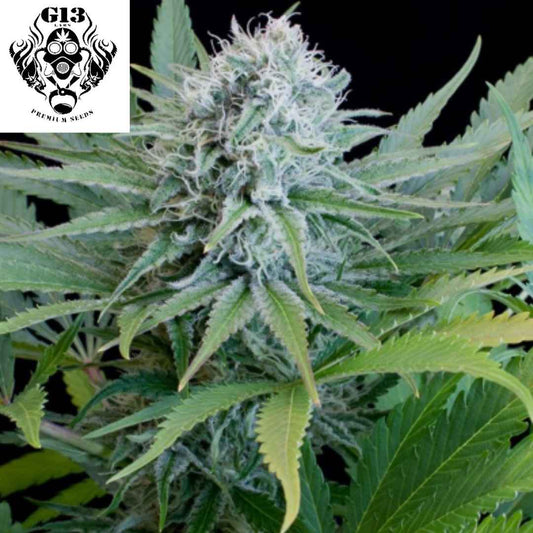 Harzige OG13 Cannabisblüte mit dichten Buds, vielen Trichomen und orangefarbenen Stempeln