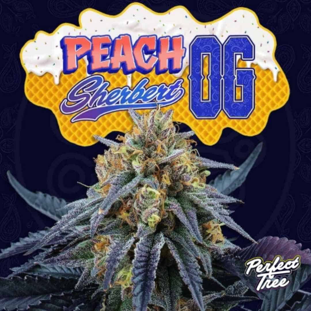 Peach Sherbert OG Blüte mit dichten harzigen Buds und violett grünen Blättern