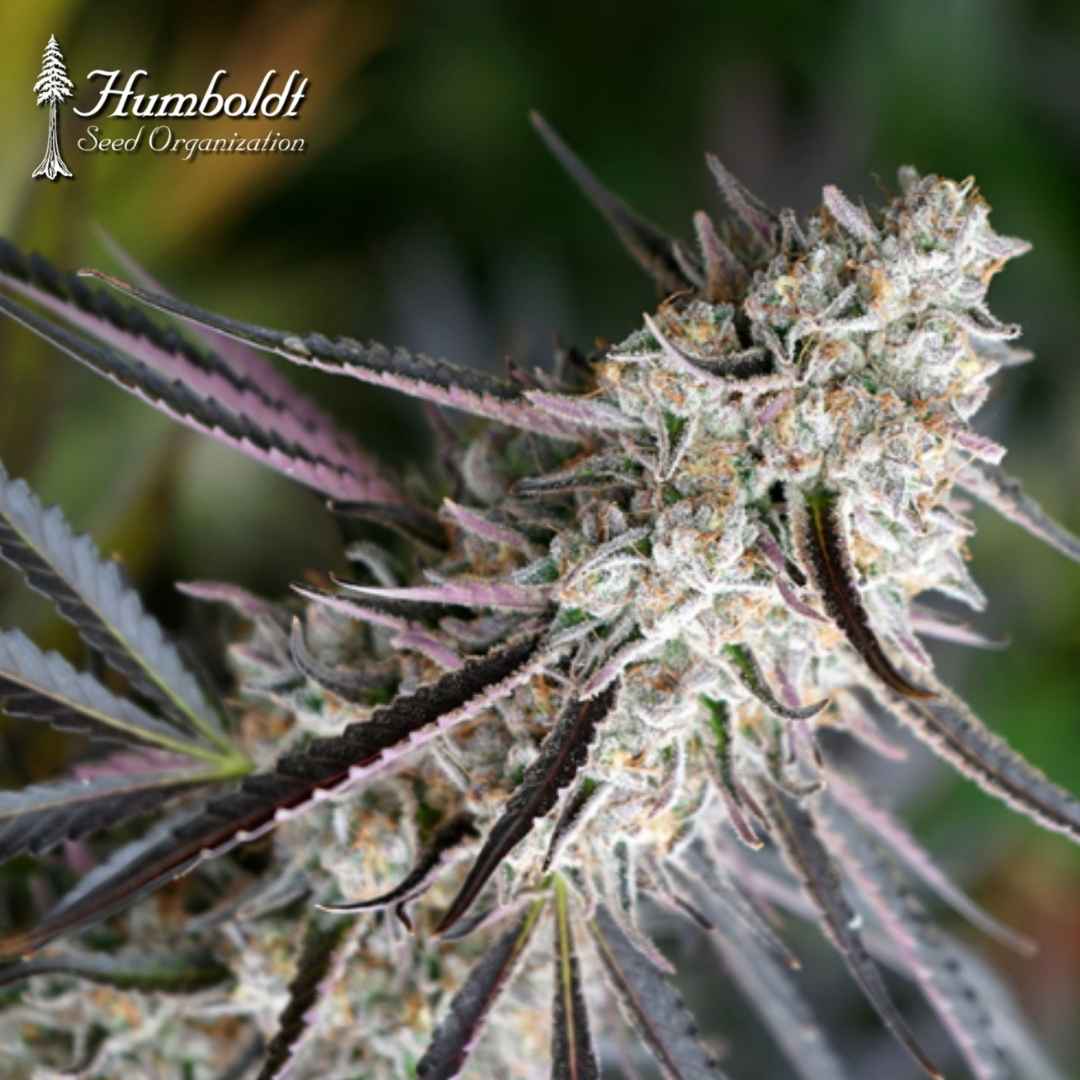 Harzige Peanut Butter Breath Fast Flowering Blüte mit violetten Zuckerblättern und dichten Trichomen