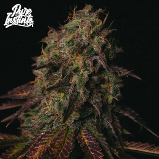 Peanut Butter Cookies Cannabis Blüte mit dichten harzigen Buds und violett gefärbten Blättern in der späten Blütephase