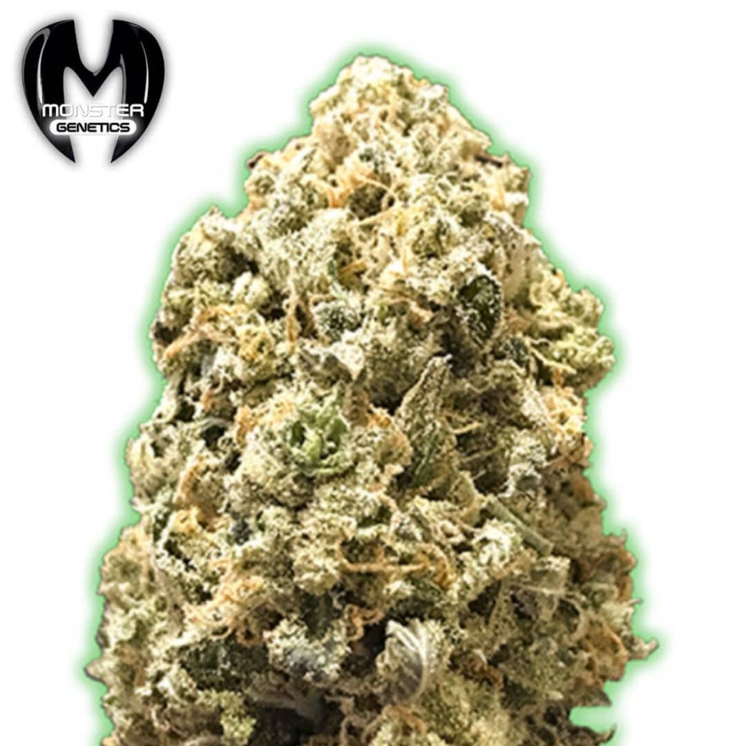 Pebbles Cannabisblüte mit dichten Trichomen und orangefarbenen Blütenfäden