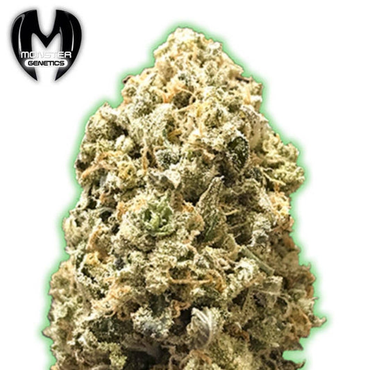 Pebbles Cannabisblüte mit dichten Trichomen und orangefarbenen Blütenfäden