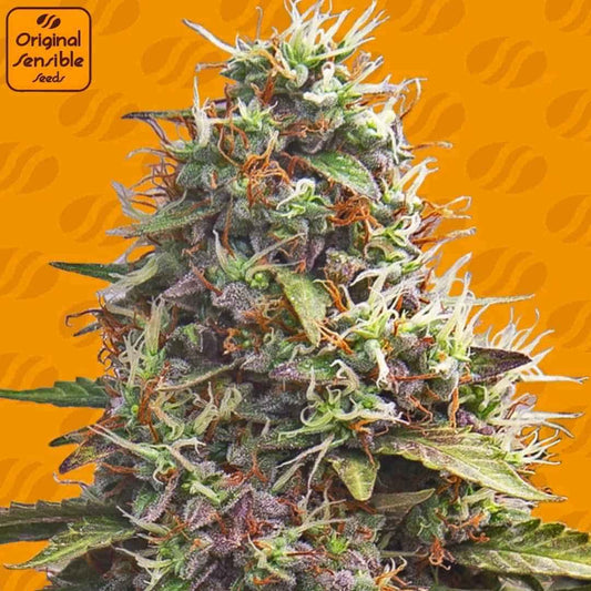 Pellezino Cookies Cannabisknospe mit dichter Struktur, harziger Oberfläche und feinen orangefarbenen Blütenstempeln