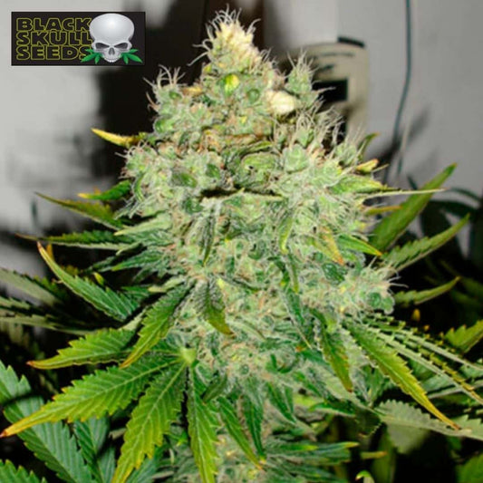 Pepper Jack Haze Blüte mit hellen Stempeln, Harzbesatz und grünen Zuckerblättern