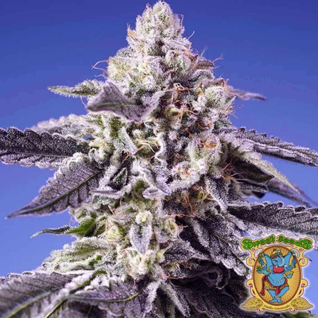 Trichomreiche Blüte der Sorte Permanent Jealousy XL Auto mit violetten Blättern und dichten Harzschichten