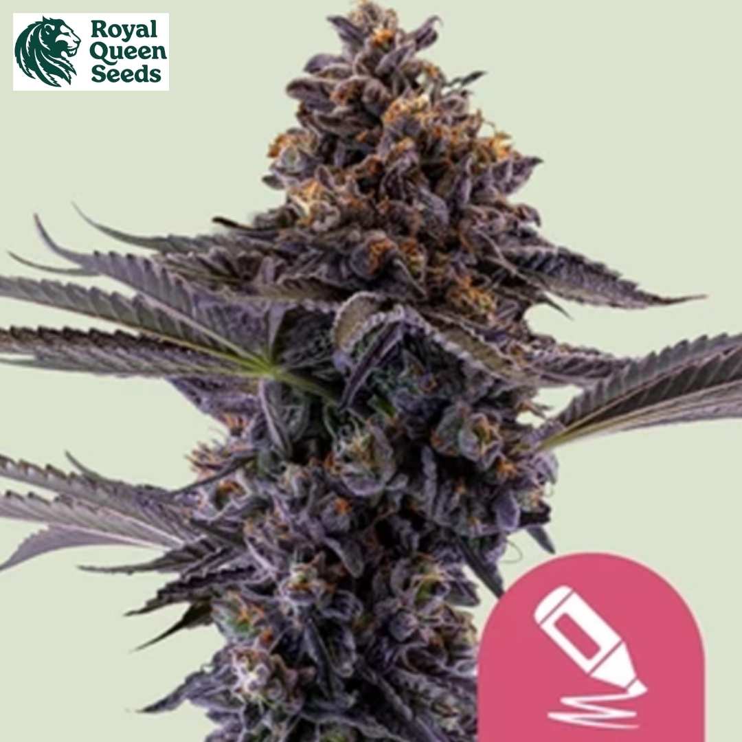 Permanent Marker Cannabisblüte mit violetten Buds, orangefarbenen Härchen und dichtem Harz