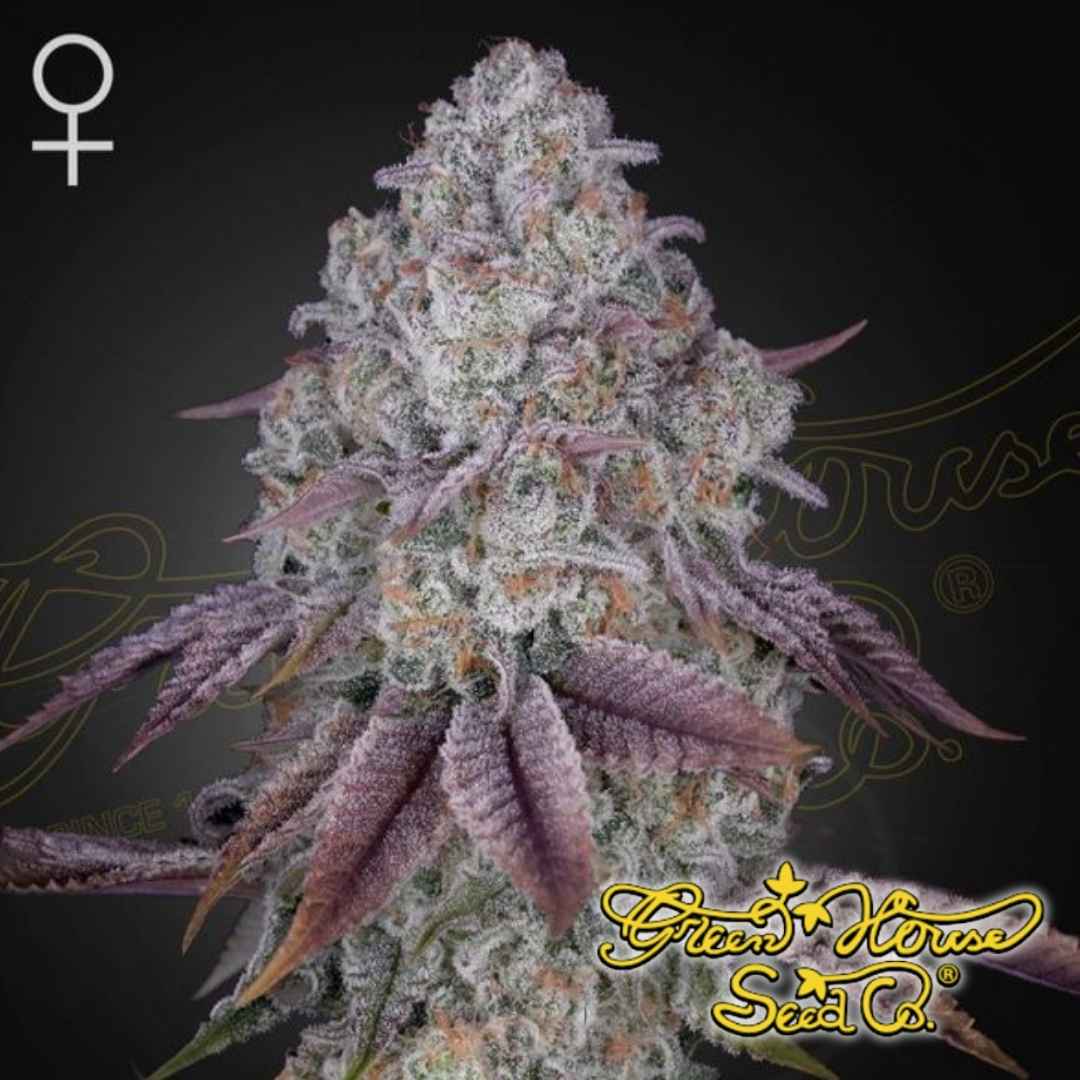 Persian Pie Cannabisknospe mit dichten, harzigen Blüten, violetten Zuckerblättern und reifen orangefarbenen Blütenfäden