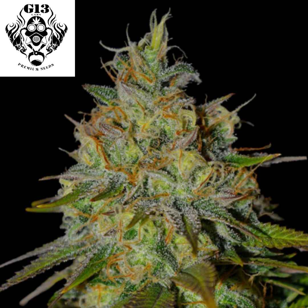 Picante Cannabisknospe mit dichten harzigen Blüten, orangefarbenen Pistillen und vielen glitzernden Trichomen