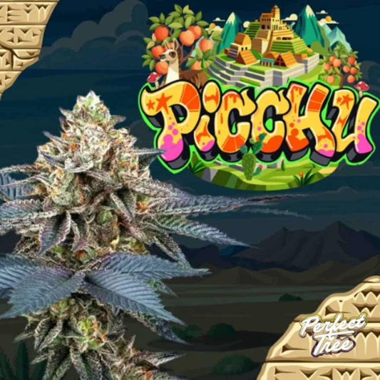 Picchu Cannabisblüte mit dichten, harzigen Buds und violett-grünen Blättern, hochwertige feminisierte Cannabissamen