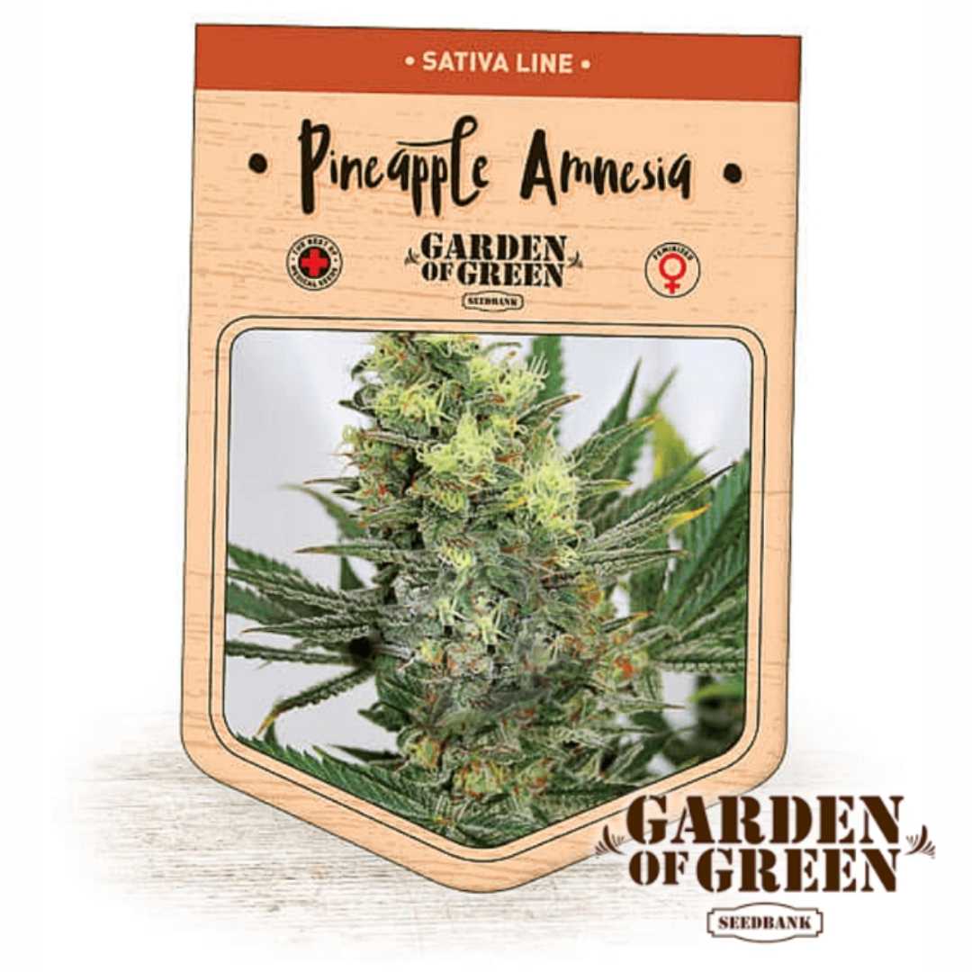 Pineapple Amnesia Bud mit dichten Harzblüten und leuchtenden Orangehärchen im Garden of Green Design