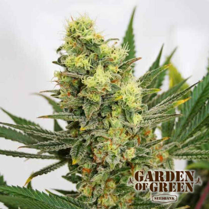 Pineapple Amnesia Nahaufnahme eines harzreichen Buds mit grünen Blättern und feinen Orangehärchen