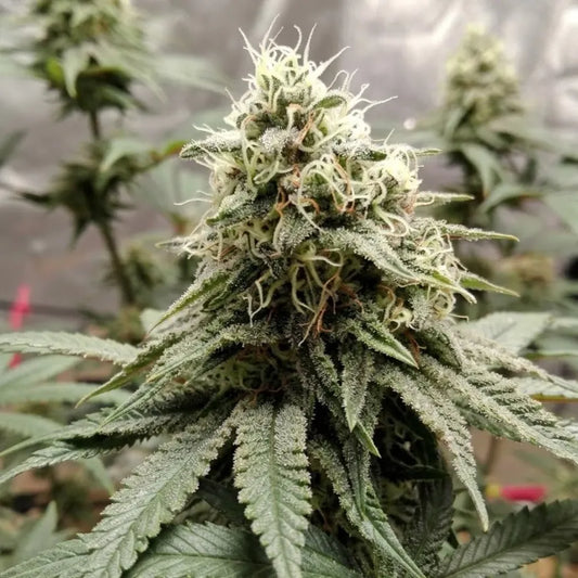 Pineapple Express Cannabisblüte mit dichter Harzschicht und vielen weißen Pistillen in der Blütephase