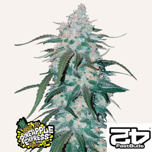 Pineapple Express Auto Bud mit dichten Blüten, Harzschicht und orangefarbenen Härchen von FastBuds