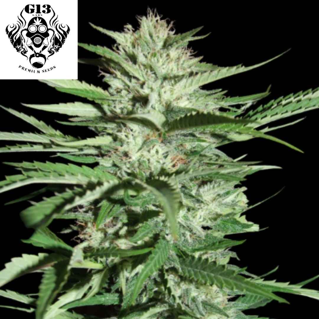 Harzige Pineapple Express Cannabisblüte mit dichten Buds und kräftigen grünen Blättern in der späten Blütephase