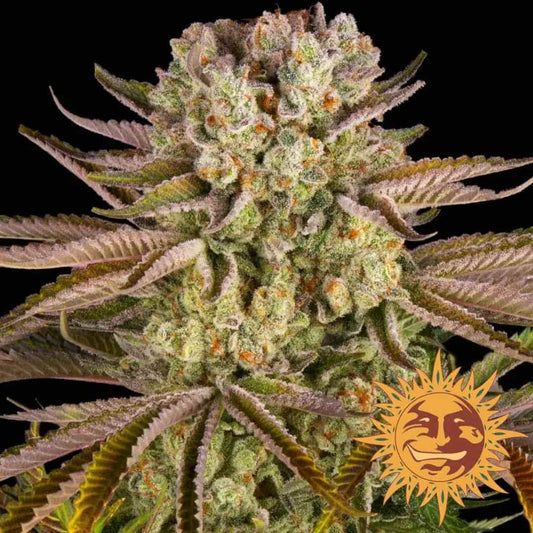 Pineapple Express Bud mit dichten Harzschichten, orangefarbenen Härchen und violett-grünen Blättern
