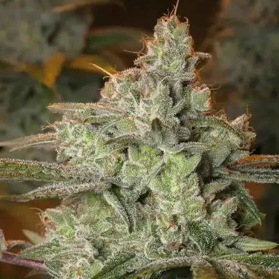 Pineapple Fruit x Alien Rock von Vision Seeds mit dichter harziger Cannabisblüte.