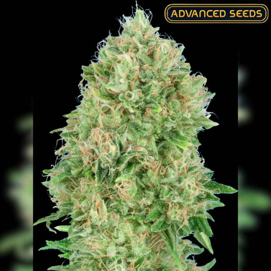 Dichte Pineapple Glue Blüte mit hellgrünen Buds, orangefarbenen Härchen und reichlich Harzschicht.