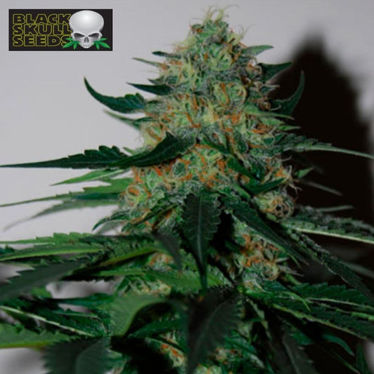Pineapple Gum Cannabisblüte mit dichten Trichomen, grünen Zuckerblättern und orangefarbenen Blütenhaaren