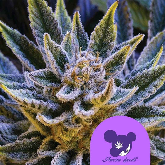 Nahaufnahme einer harzigen Blüte von Pineapple Runtz Auto mit dichten Trichomen und kräftigen Blättern.