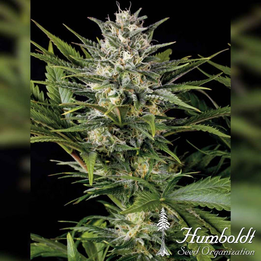 Pineapple Skunk Blüte mit dichten Buds, reichlich Trichomen und orangefarbenen Blütenhaaren