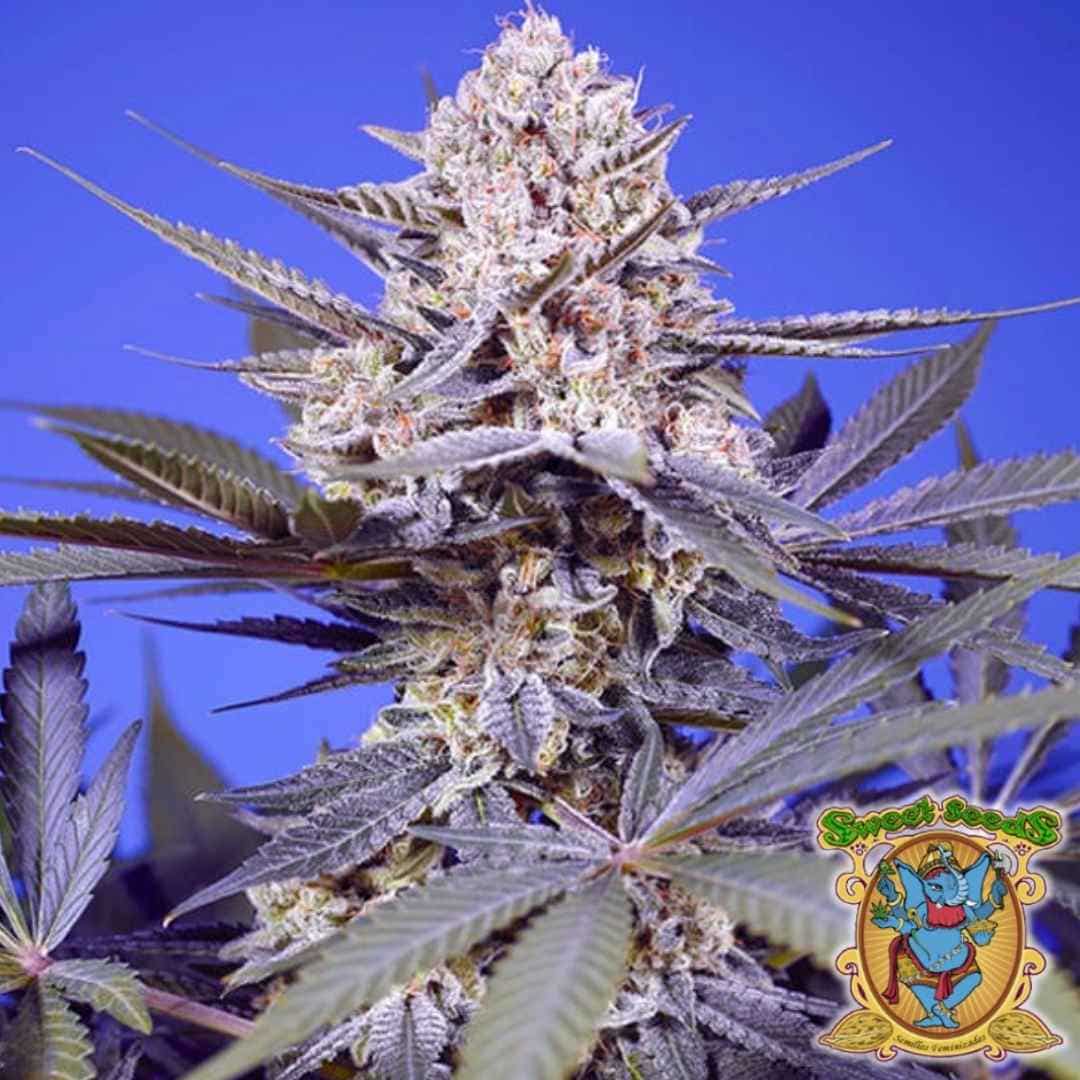 Dichte, harzige Blüte der Pineapple Slush XL Auto mit violetten Blättern und kristallbedeckten Buds.