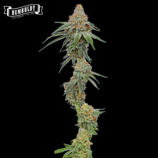 Pineapple Upside Down Cake Cannabisblüte mit dichten, harzigen Buds und orangefarbenen Stempeln