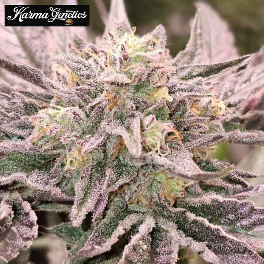 Pink Bacio Cannabisblüte mit dichten Trichomen und violetten Zuckerblättern
