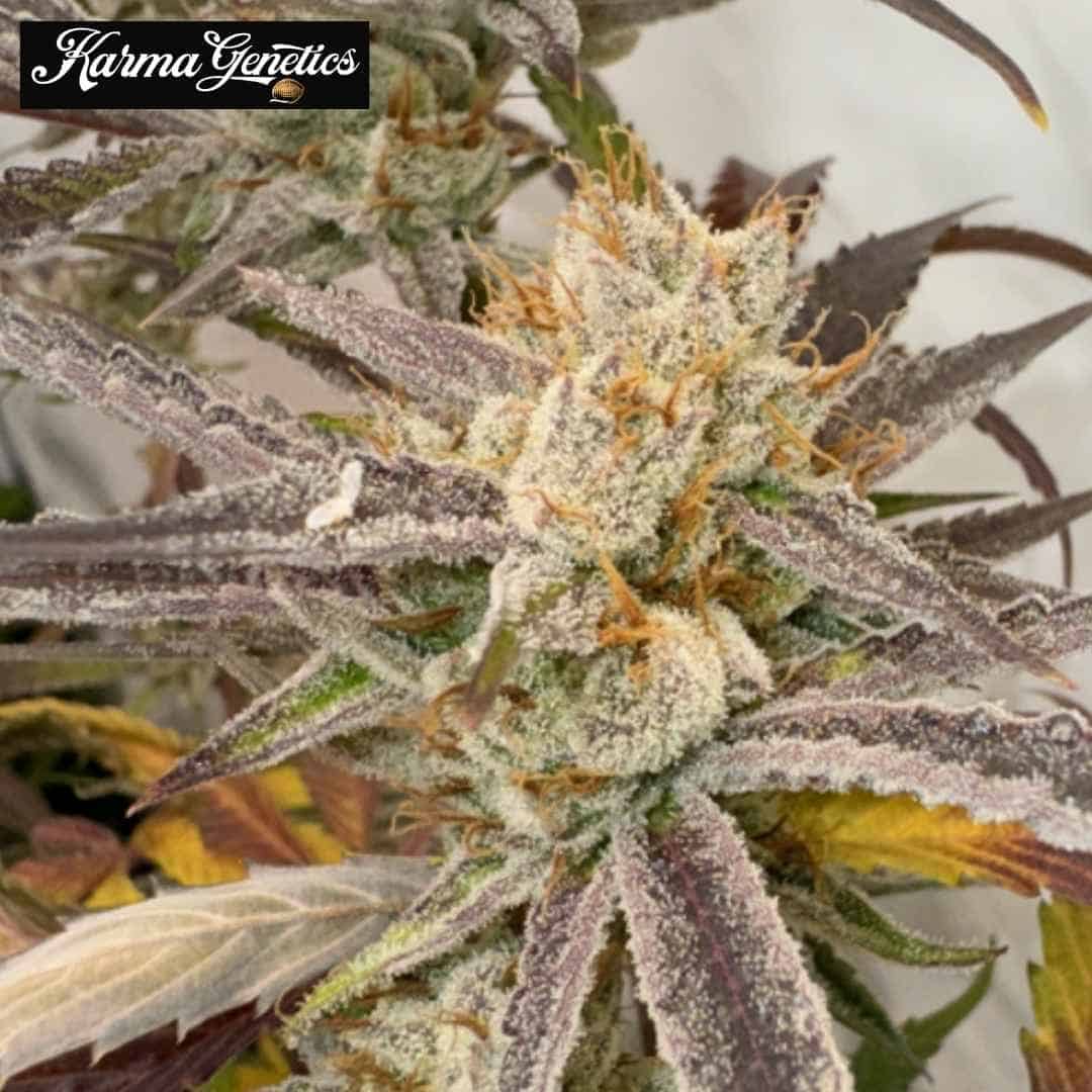 Pink Crumble Cannabisblüte mit harzigen Trichomen, orangefarbenen Härchen und violetten Zuckerblättern