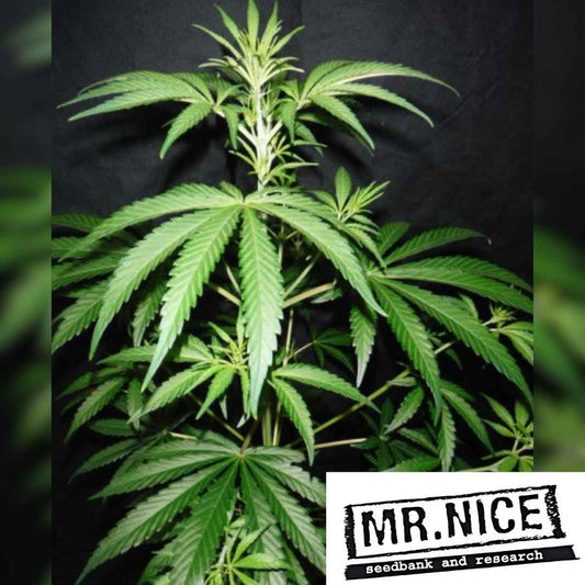 Pink Floyd Pflanze mit kräftigen grünen Blättern und deutlicher Sativa-Struktur in der Wachstumsphase