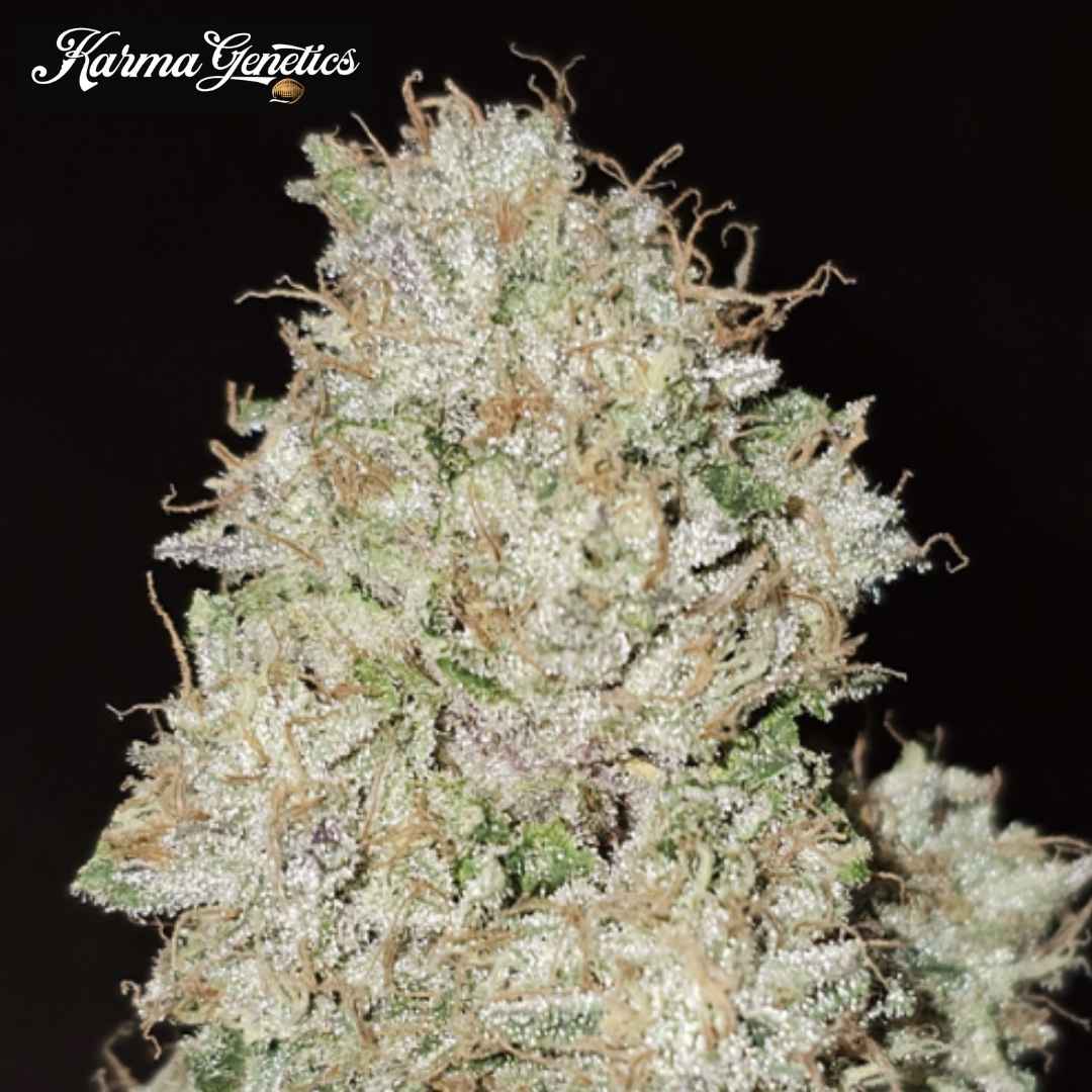 Pink Fritter Cannabisblüte mit dichten Trichomen, grünen Kelchen und orangefarbenen Härchen