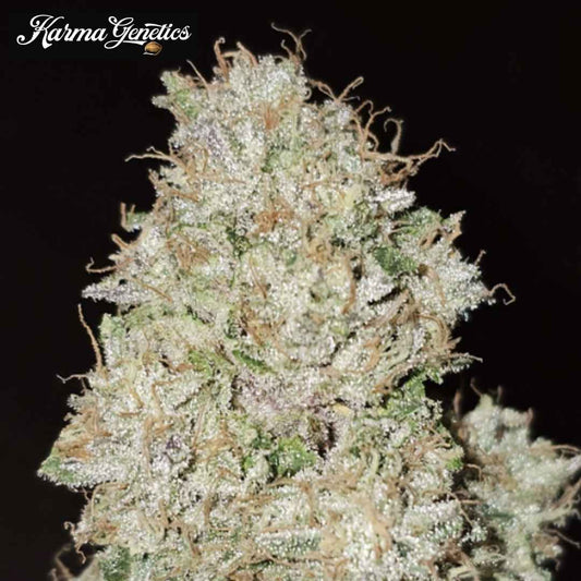 Pink Fritter Cannabisblüte mit dichten Trichomen, grünen Kelchen und orangefarbenen Härchen