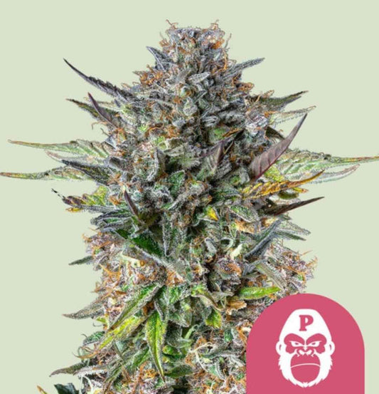 Dicht gedrungener Pink Gorilla Blütenstand, überzogen mit glitzernden Trichomen und leuchtenden Orangestempeln