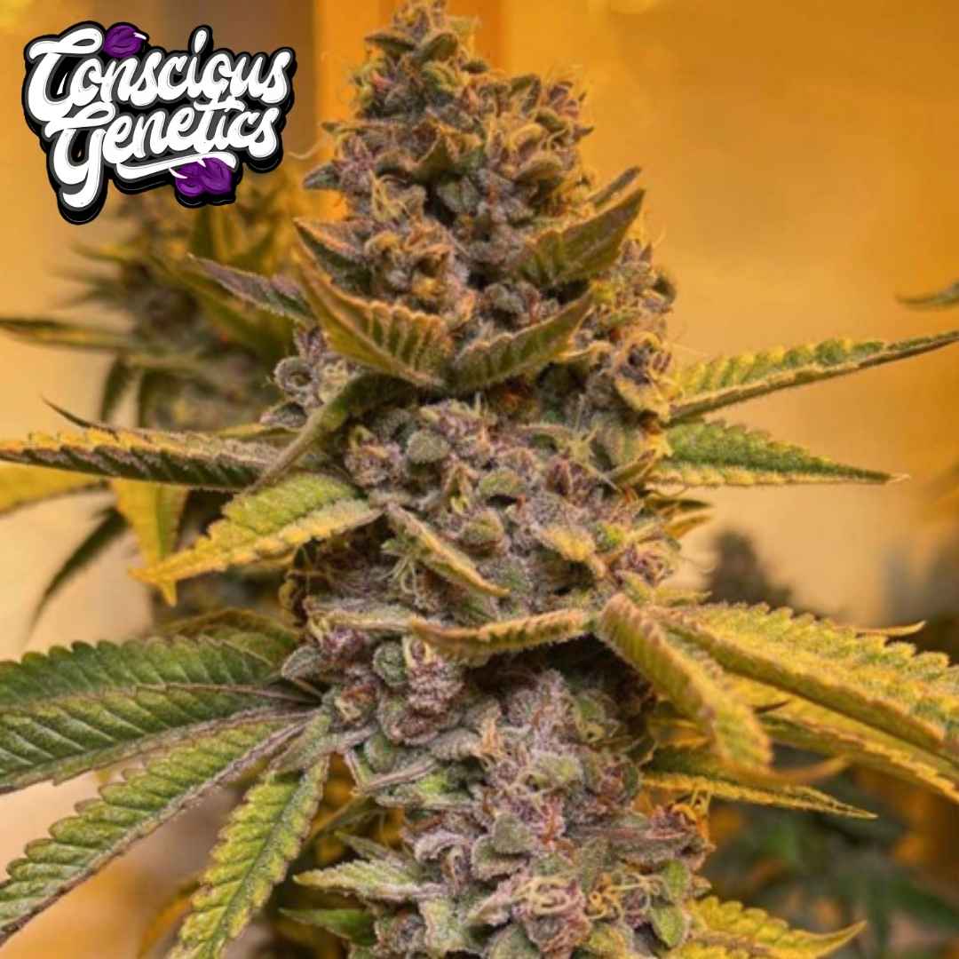 Pink Mintz Cannabisblüte mit dichten Buds, Harzschicht und violett-grünen Blättern