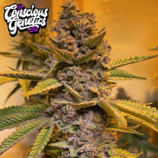 Pink Mintz Cannabisblüte mit dichten Buds, Harzschicht und violett-grünen Blättern