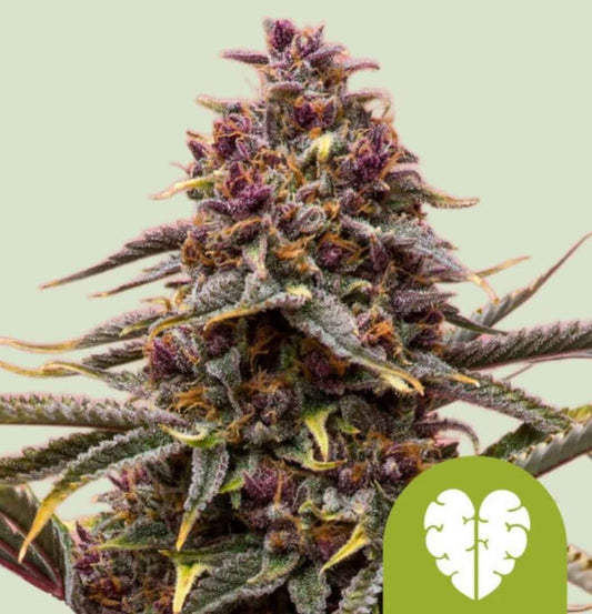 Pink Mist Auto Bud mit lila Trichomen und orangefarbenen Härchen, harzreich und kompakt