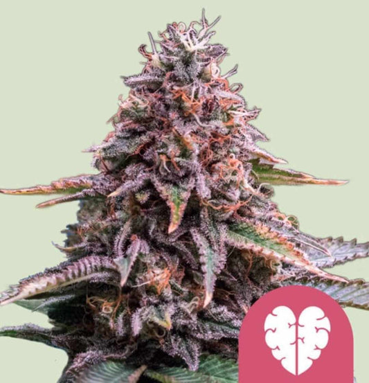 Pink Mist Cannabisblüte mit dichten violetten Buds und orangefarbenen Härchen